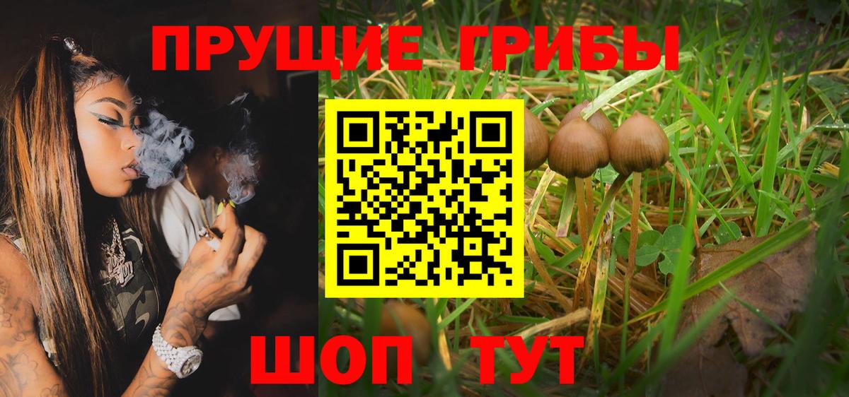 Ртищево  где продают наркотики  Вход с VPN  Псилоцибиновые грибы Psilocybine cubensis 